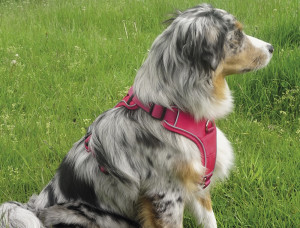 Nobby iemaukti Comfort Harness Classic "Mailo''  melni.